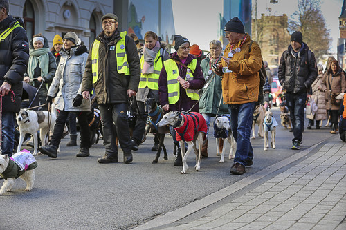 Galgo Marsch Köln 2025 137.jpg