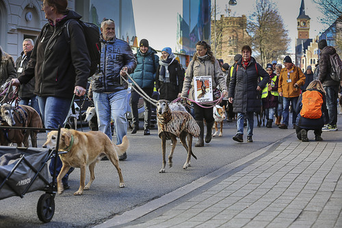 Galgo Marsch Köln 2025 133.jpg