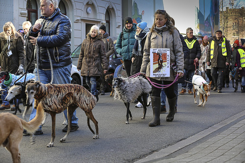 Galgo Marsch Köln 2025 134.jpg