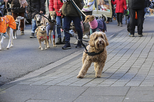 Galgo Marsch Köln 2025 142.jpg