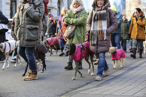 Galgo Marsch Köln 2025 143.jpg