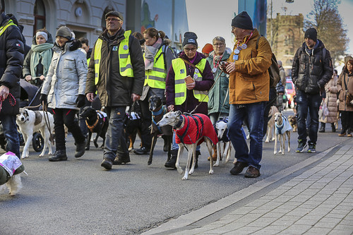Galgo Marsch Köln 2025 138.jpg