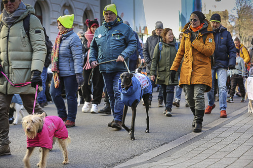 Galgo Marsch Köln 2025 145.jpg