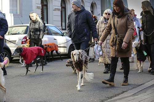 Galgo Marsch Köln 2025 140.jpg