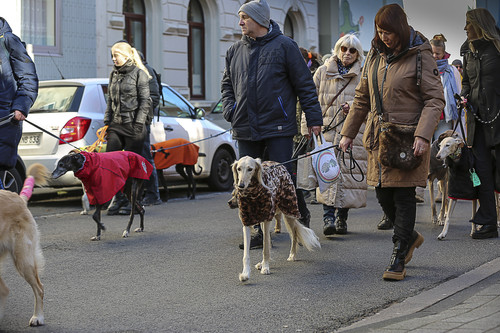 Galgo Marsch Köln 2025 139.jpg