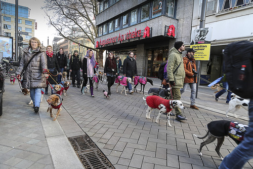 Galgo Marsch Köln 2025 693.jpg