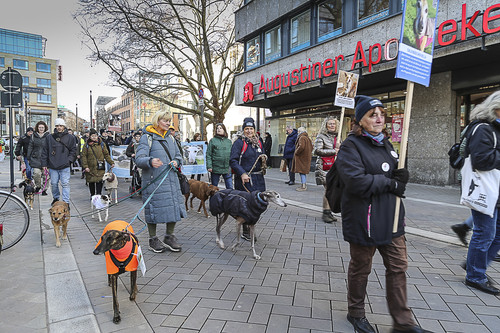 Galgo Marsch Köln 2025 677.jpg