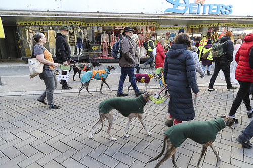 Galgo Marsch Köln 2025 686.jpg