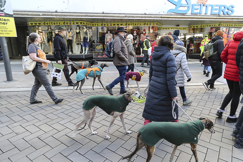 Galgo Marsch Köln 2025 685.jpg