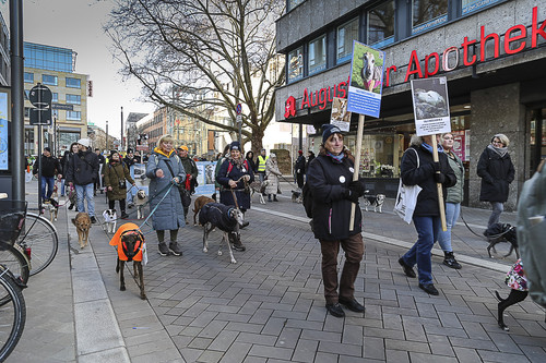 Galgo Marsch Köln 2025 676.jpg
