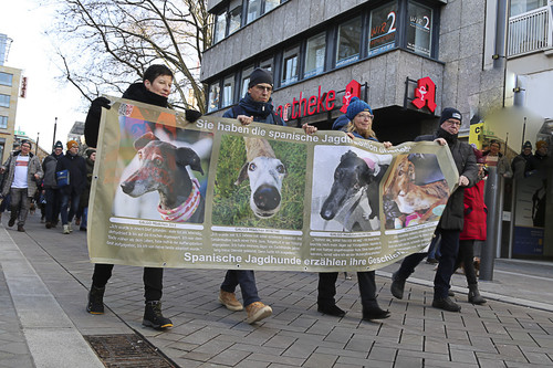 Galgo Marsch Köln 2025 700.jpg