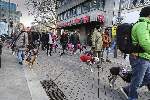 Galgo Marsch Köln 2025 692.jpg