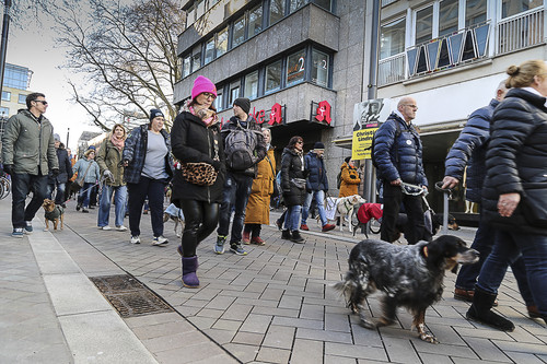 Galgo Marsch Köln 2025 708.jpg