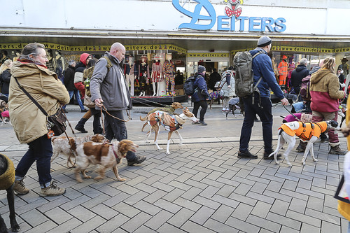 Galgo Marsch Köln 2025 711.jpg