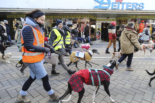 Galgo Marsch Köln 2025 713.jpg