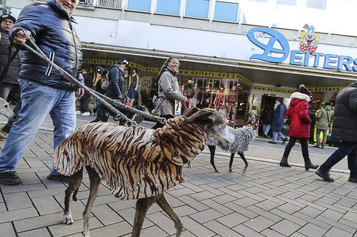 Galgo Marsch Köln 2025 701.jpg