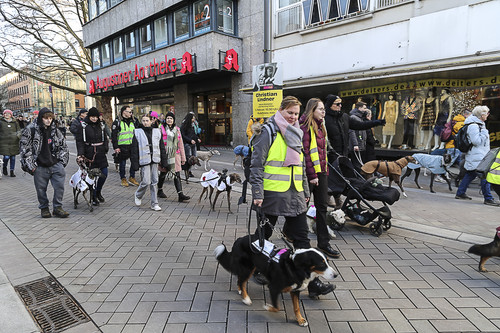 Galgo Marsch Köln 2025 722.jpg