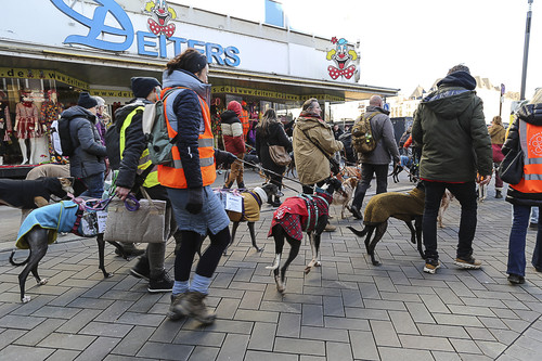 Galgo Marsch Köln 2025 715.jpg