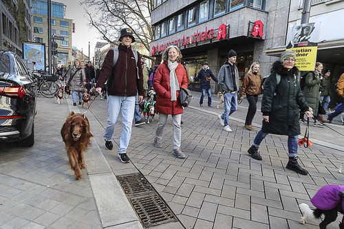 Galgo Marsch Köln 2025 691.jpg