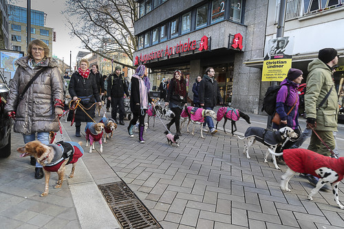 Galgo Marsch Köln 2025 694.jpg