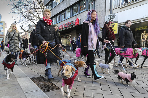 Galgo Marsch Köln 2025 696.jpg