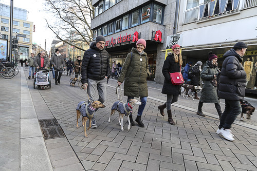 Galgo Marsch Köln 2025 725.jpg