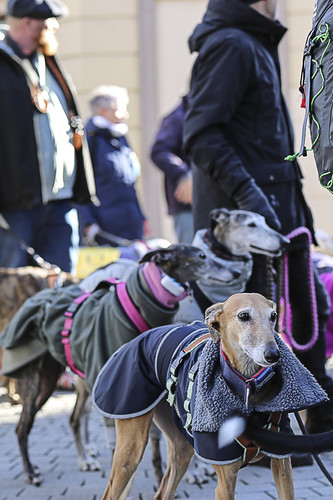 Galgo Marsch Köln 2025 292.jpg