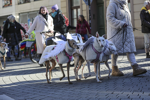 Galgo Marsch Köln 2025 287.jpg