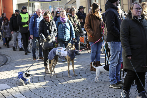 Galgo Marsch Köln 2025 318.jpg
