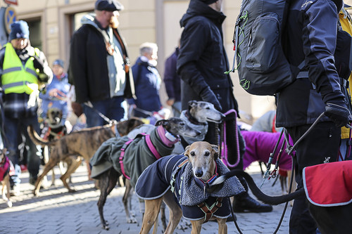 Galgo Marsch Köln 2025 293.jpg