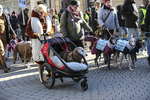 Galgo Marsch Köln 2025 312.jpg