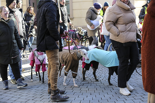 Galgo Marsch Köln 2025 315.jpg