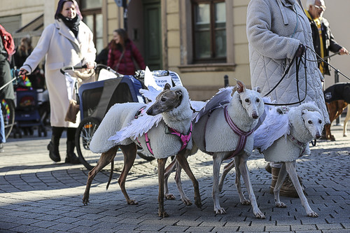 Galgo Marsch Köln 2025 288.jpg