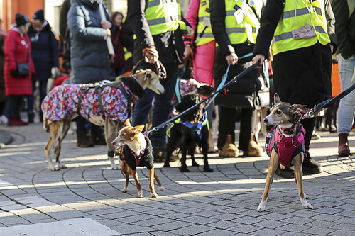 Galgo Marsch Köln 2025 295.jpg