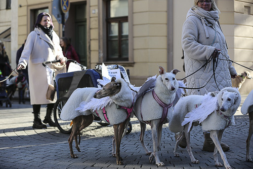 Galgo Marsch Köln 2025 289.jpg