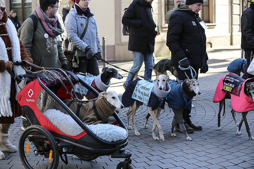 Galgo Marsch Köln 2025 314.jpg