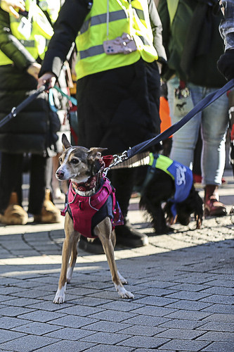 Galgo Marsch Köln 2025 297.jpg