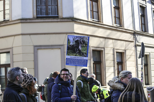 Galgo Marsch Köln 2025 309.jpg