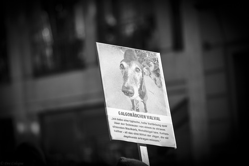 Galgo Marsch Köln 2025 303.jpg
