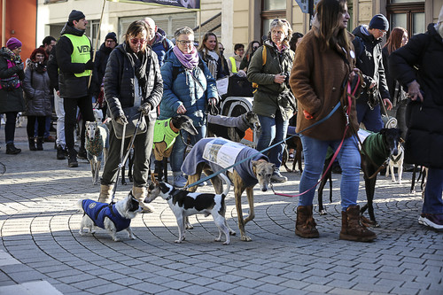 Galgo Marsch Köln 2025 319.jpg