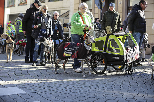 Galgo Marsch Köln 2025 280.jpg