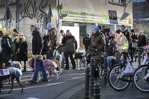 Galgo Marsch Köln 2025 457.jpg