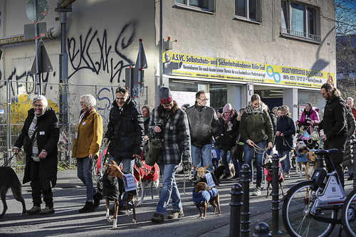 Galgo Marsch Köln 2025 461.jpg