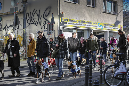 Galgo Marsch Köln 2025 462.jpg