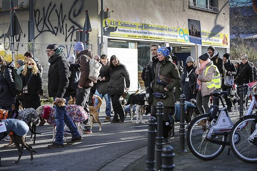 Galgo Marsch Köln 2025 458.jpg