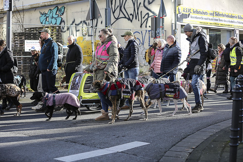Galgo Marsch Köln 2025 487.jpg