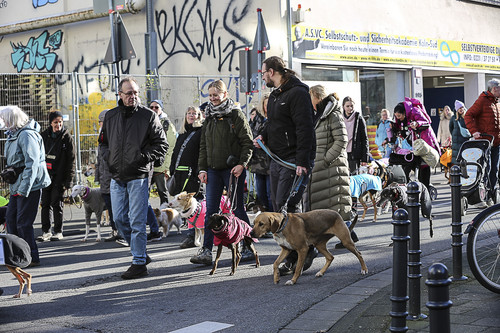 Galgo Marsch Köln 2025 463.jpg