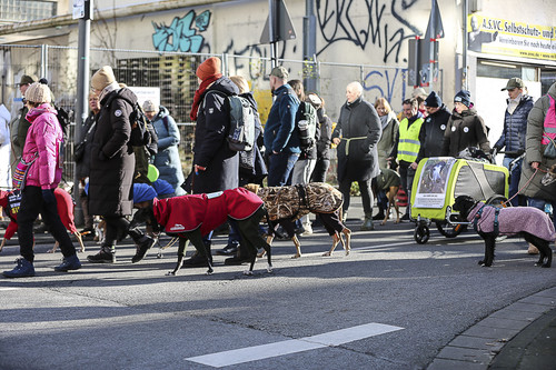 Galgo Marsch Köln 2025 482.jpg