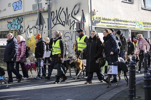 Galgo Marsch Köln 2025 490.jpg