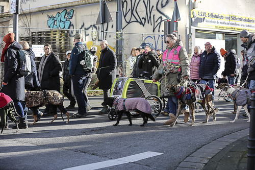 Galgo Marsch Köln 2025 485.jpg